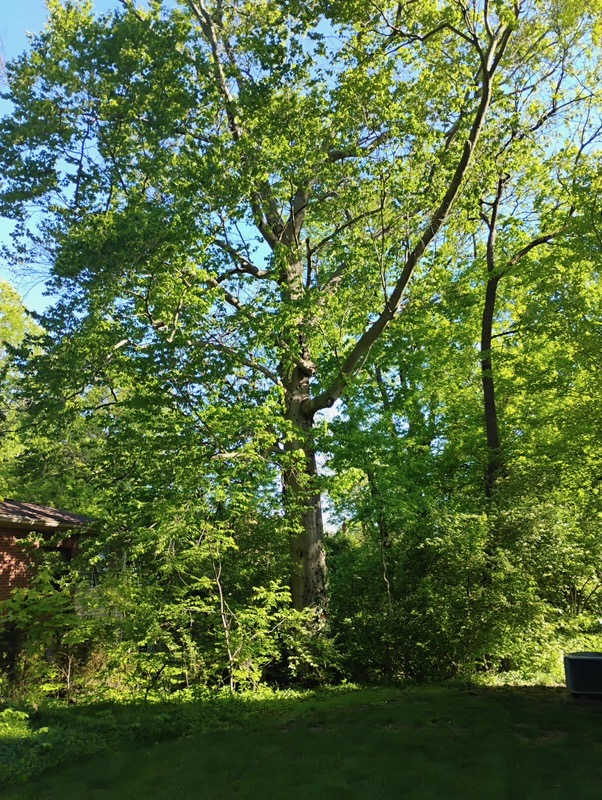 tree cutting in mason ohio